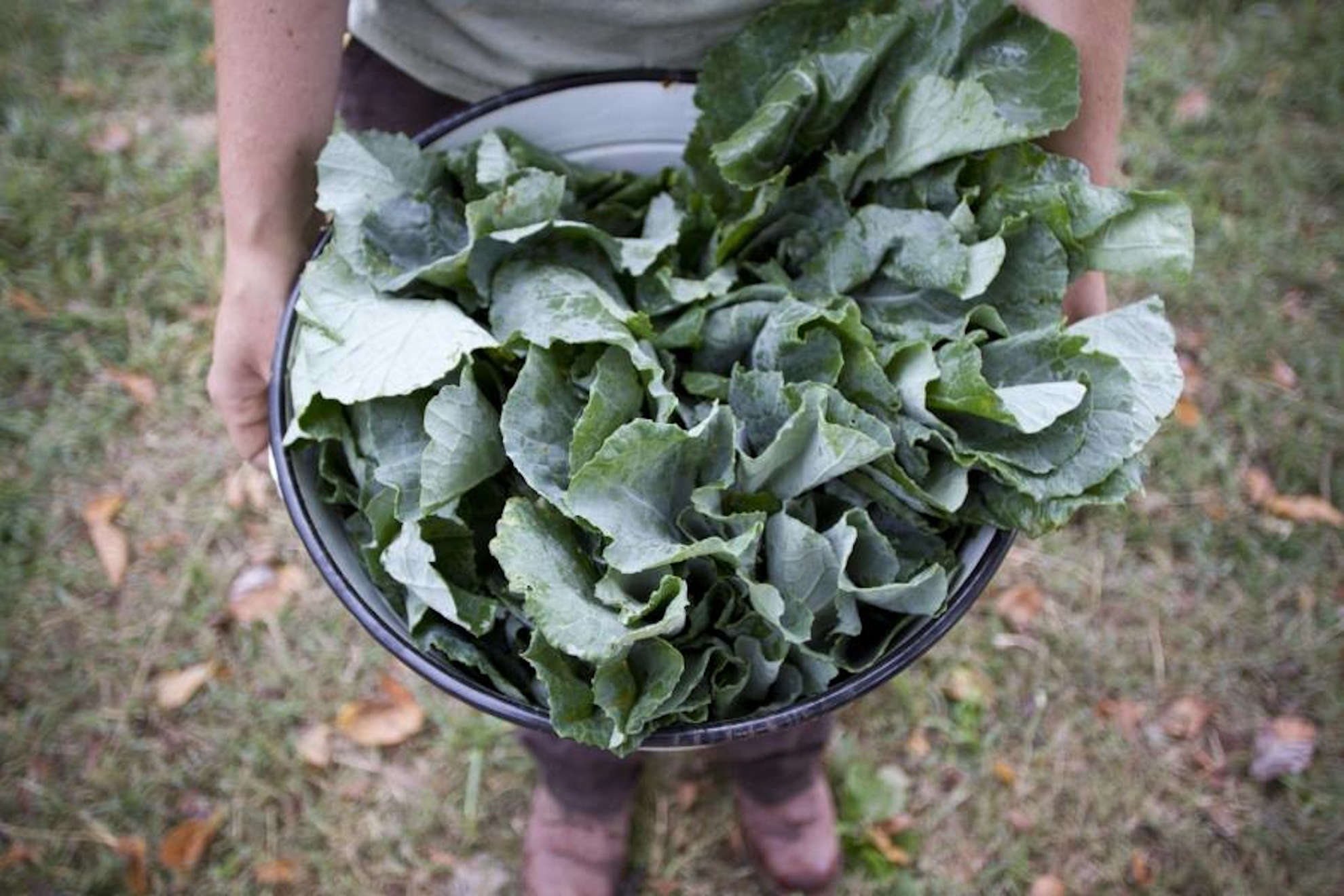 2020 Food Summit<br>Video Recordings Now Available